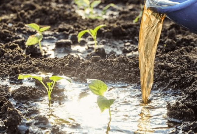 <a href=http://m.fliange.cn/mcy/ target=_blank class=infotextkey>木醋液</a>對農(nóng)作物改良土壤圖