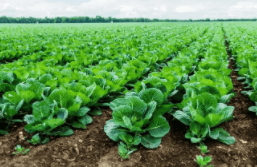 農(nóng)業(yè)農(nóng)用木醋液葉片噴肥應用和作用